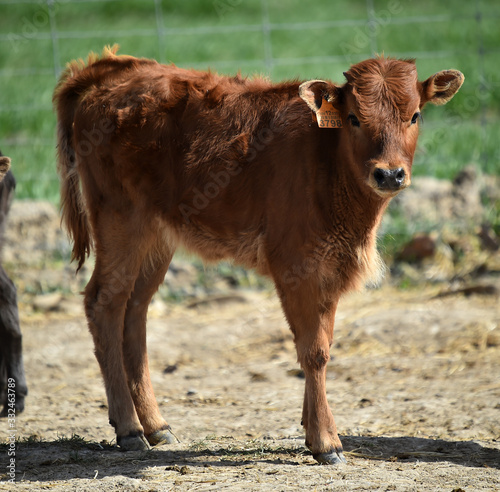 young bull in the cattle raising