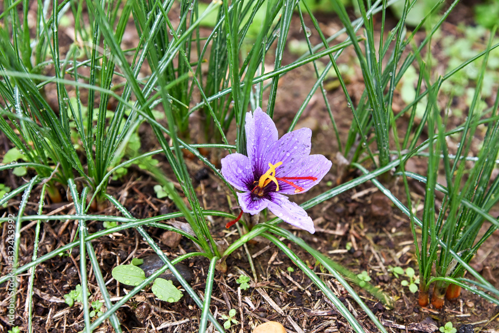 Purple saffron flower growing outdoors in a field Purple saffron flower growing outdoors in a field