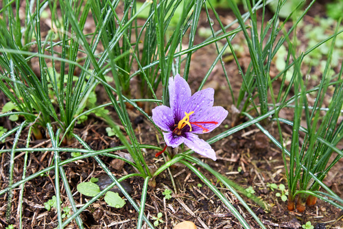 Purple saffron flower growing outdoors in a field