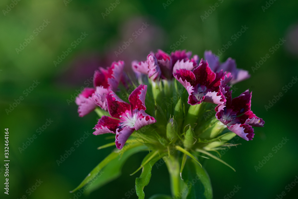 Bright maiden pink (Latin: Dianthus deltoides), species of Dianthus native to most of Europe and western Asia. Beautiful tiny blossom under low sun light. Estonia, Baltic, Europe. Bright maiden pink (Latin: Dianthus deltoides), species of Dianthus native to most of Europe and western Asia. Beautiful tiny blossom under low sun light. Estonia, Baltic, Europe.