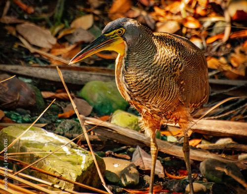 Bare Throated Tiger Heron photo