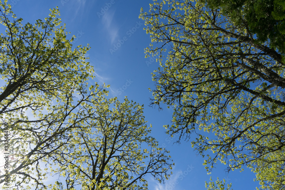 Obraz premium Branch of the tree with small opening leave buds against bright blue sky. Early spring when leaves are just starting to grow and morning frost has made ice crystals on leaves. Estonia, Baltic, Europe