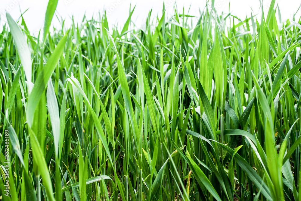Lovely summer meadow with lush green grass; macro photography Lovely summer meadow with lush green grass; macro photography
