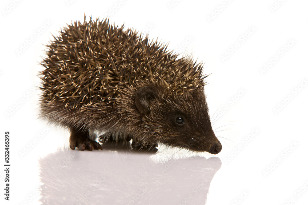 Hedgehog isolated on white background Hedgehog isolated on white background