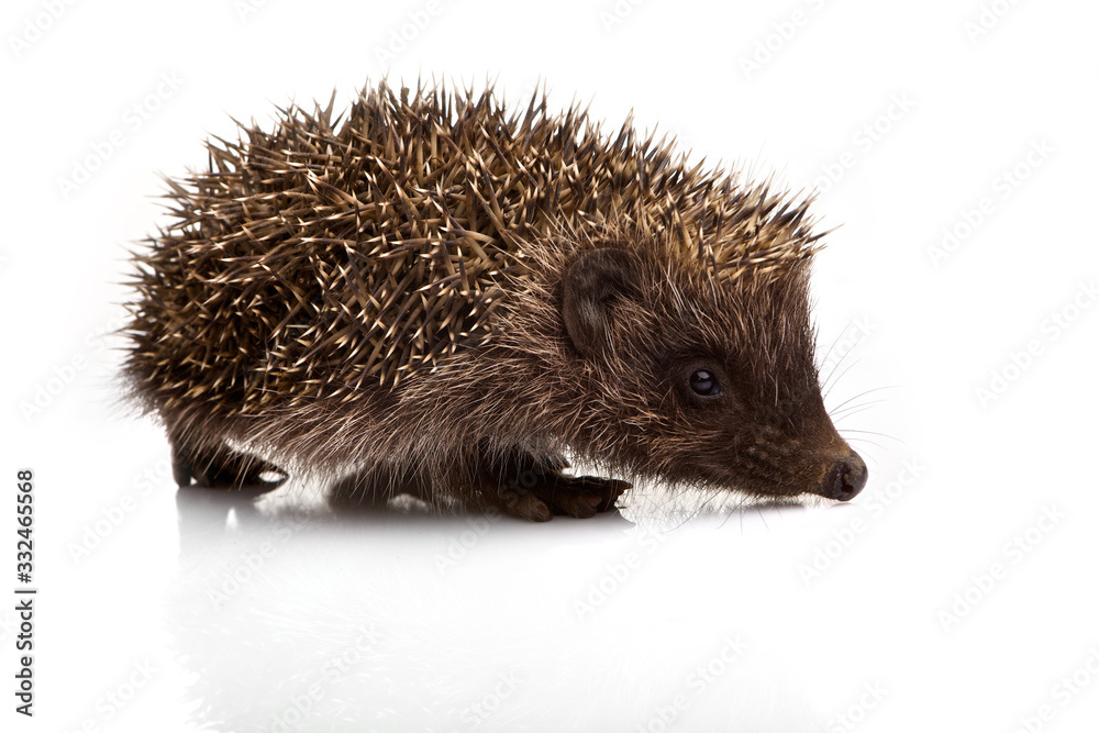 Fototapeta premium Hedgehog isolated on white background