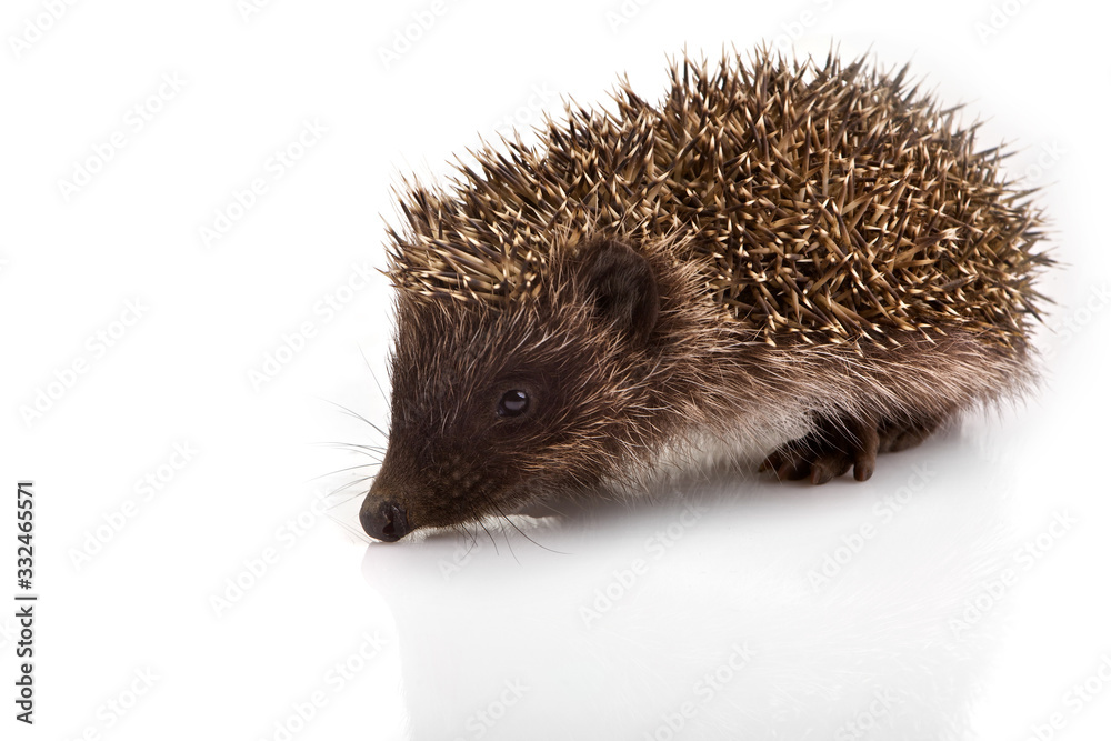 Obraz premium Hedgehog isolated on white background