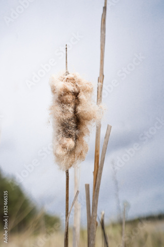 Closeup of a Typha (Latin: Typha latifolia). Dried overblown cattail in the grayish blue sky background in Soodla sand and gravel open land mining pit. Single plant towering in the nordic nature.