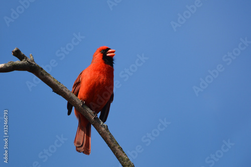 Northern Cardinal singing from tree top