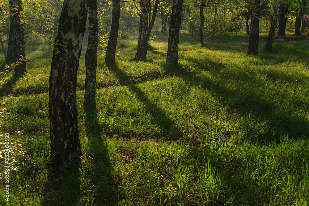 Obraz premium spring morning in a birch grove
