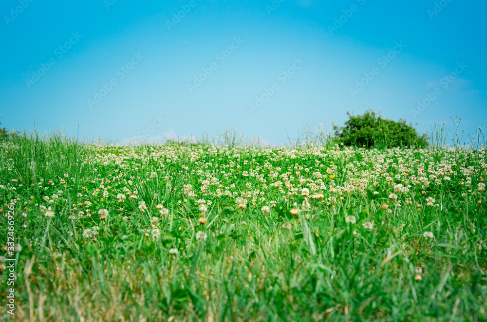 Floral landscape clover meadow and blue sky