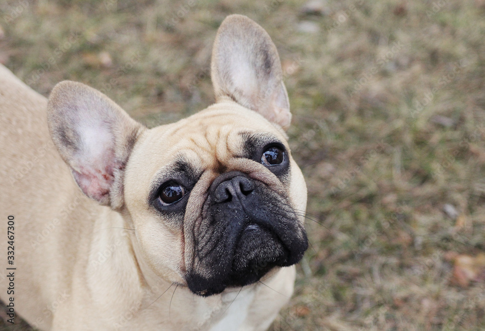 Cute french bulldog in the park outside