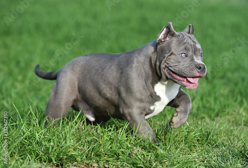 a american bully dog running on the Green field © alberto