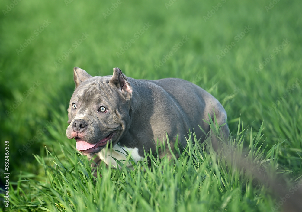 perro american bully perro american bully