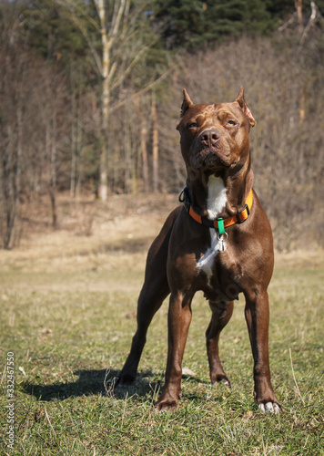 Pitbull terrier portrait in the nature