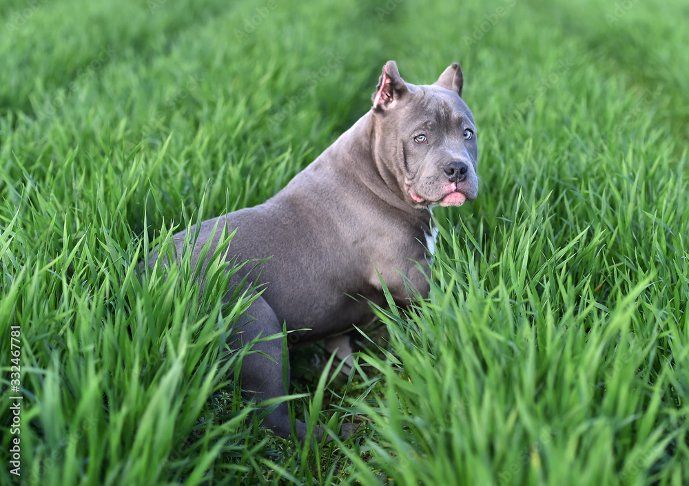 perro american bully perro american bully