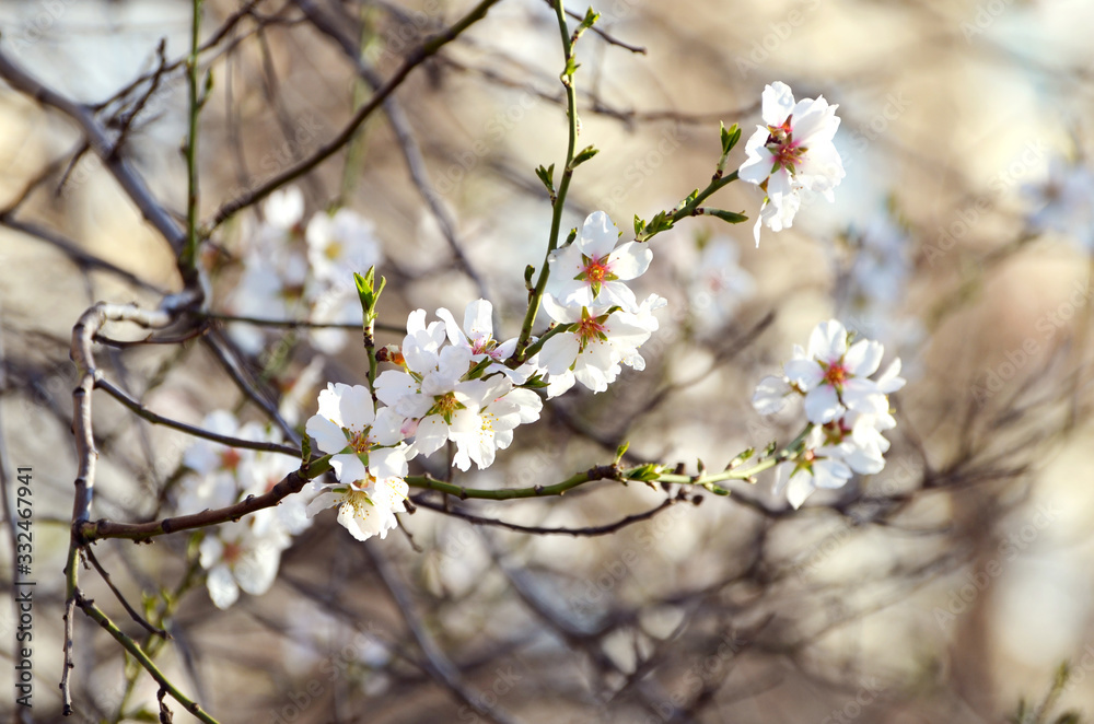 Naklejka premium Sakura white blossom in spring,photo