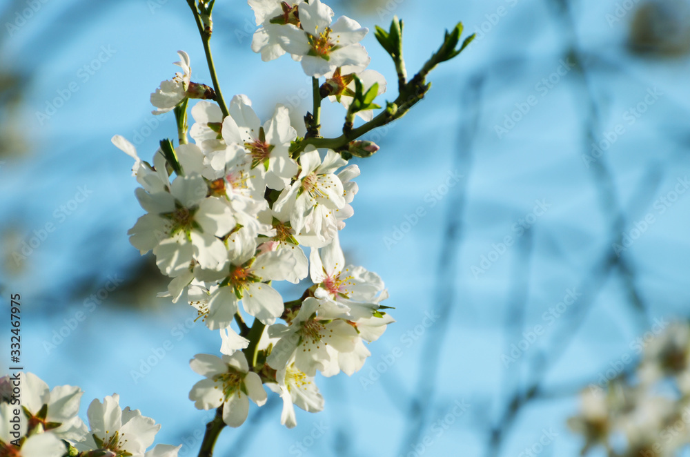 Sakura white blossom in spring,photo Sakura white blossom in spring,photo