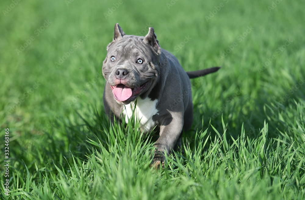 american bully dog on the green field