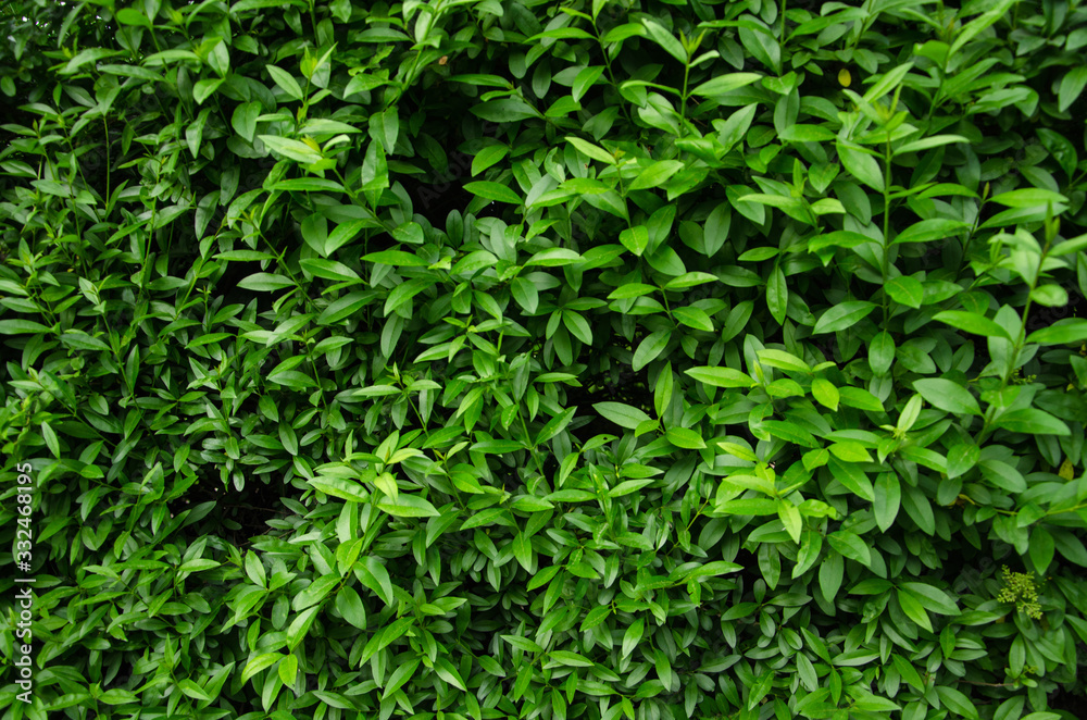 Live wall background vivid green leaves