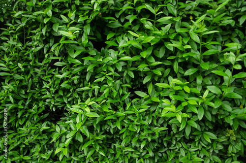 Live wall background vivid green leaves