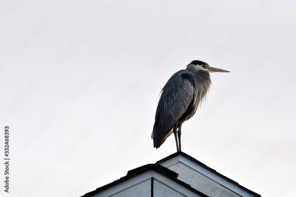 Obraz premium Blue Heron Perched 01