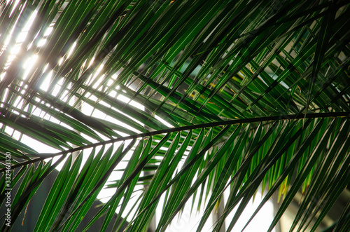 Green leaves palm close up tropical background