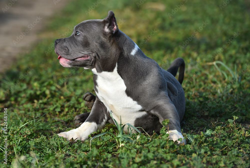 american bully dog in the green field
