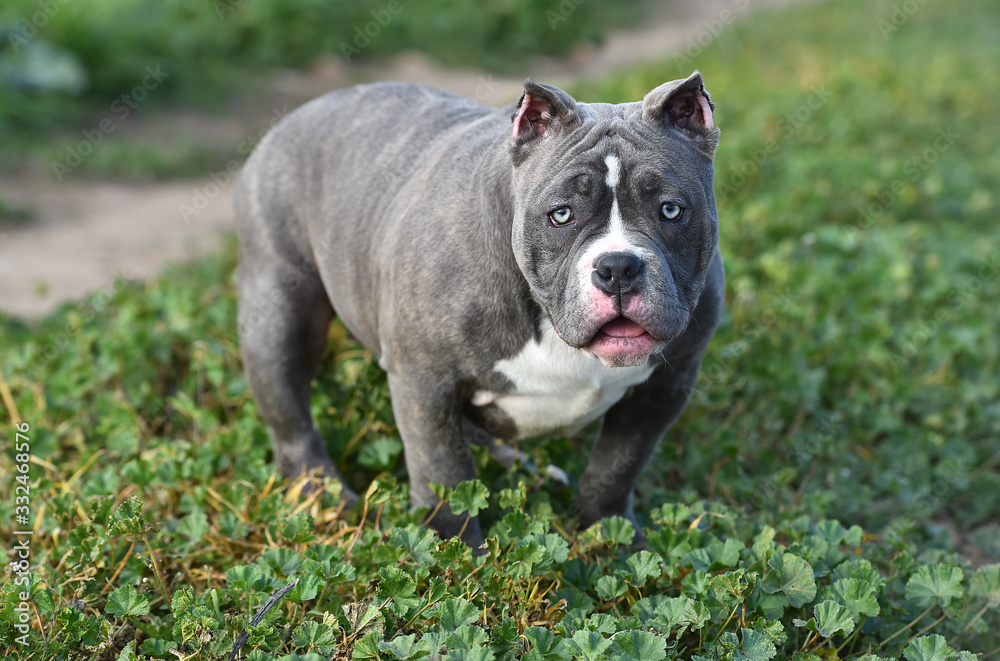 american bully dog in the green field