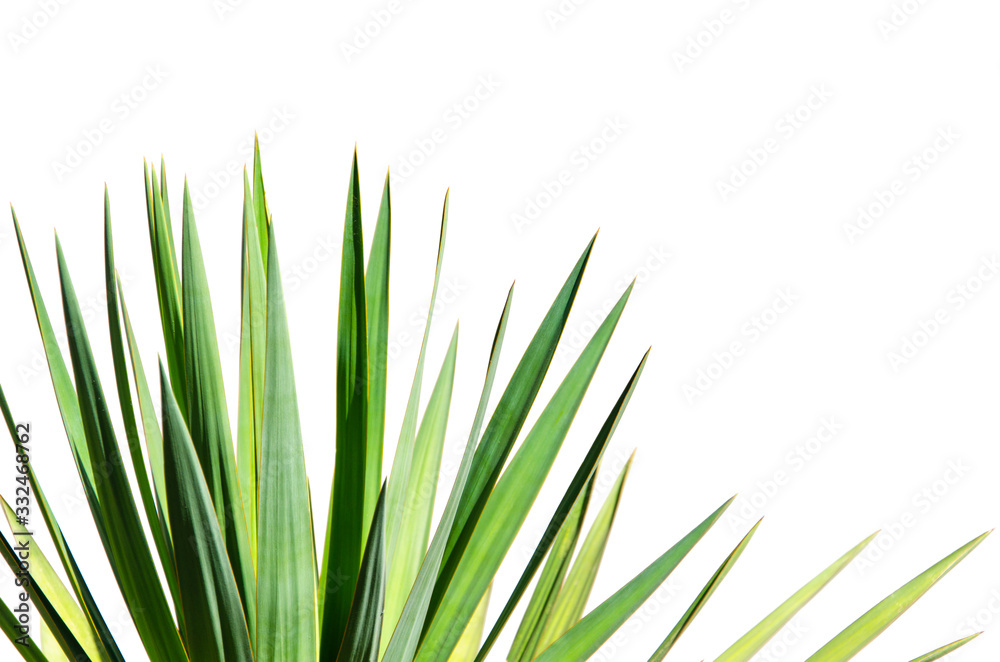 Palm leaves isolated on white background Palm leaves isolated on white background