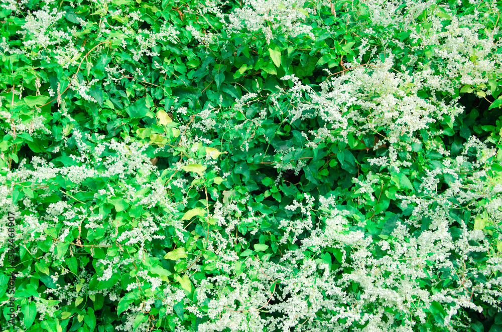 Full bloom background living wall creeper plant Fallopia with white flowers Full bloom background living wall creeper plant Fallopia with white flowers