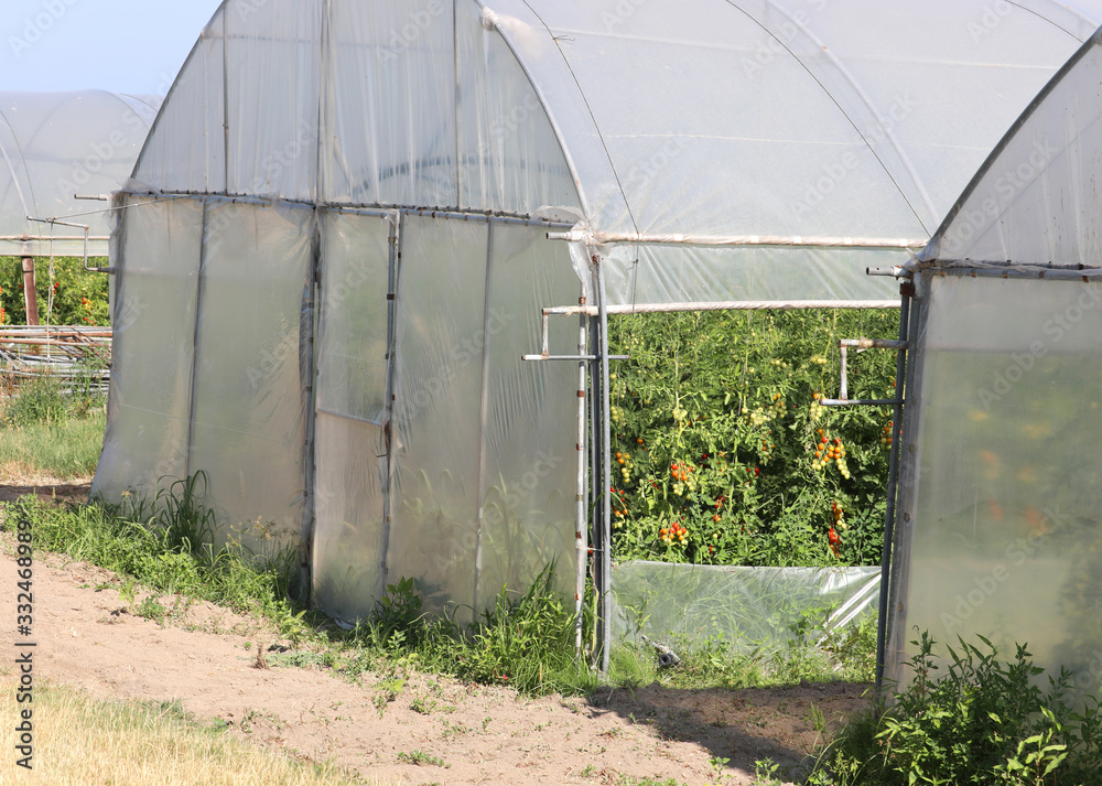 tomato plants grown in a greenhouse tomato plants grown in a greenhouse
