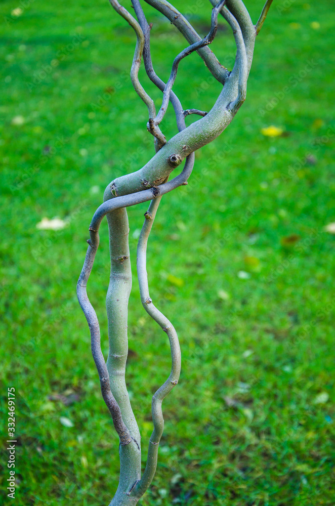 Art nature curved tree trunk on background of green grass