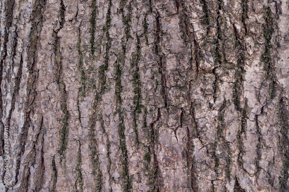 A fragment of the wood structure of the gray-brown bark of the post oak tree in close-up. Natural organic texture background for design. A fragment of the wood structure of the gray-brown bark of the post oak tree in close-up. Natural organic texture background for design.