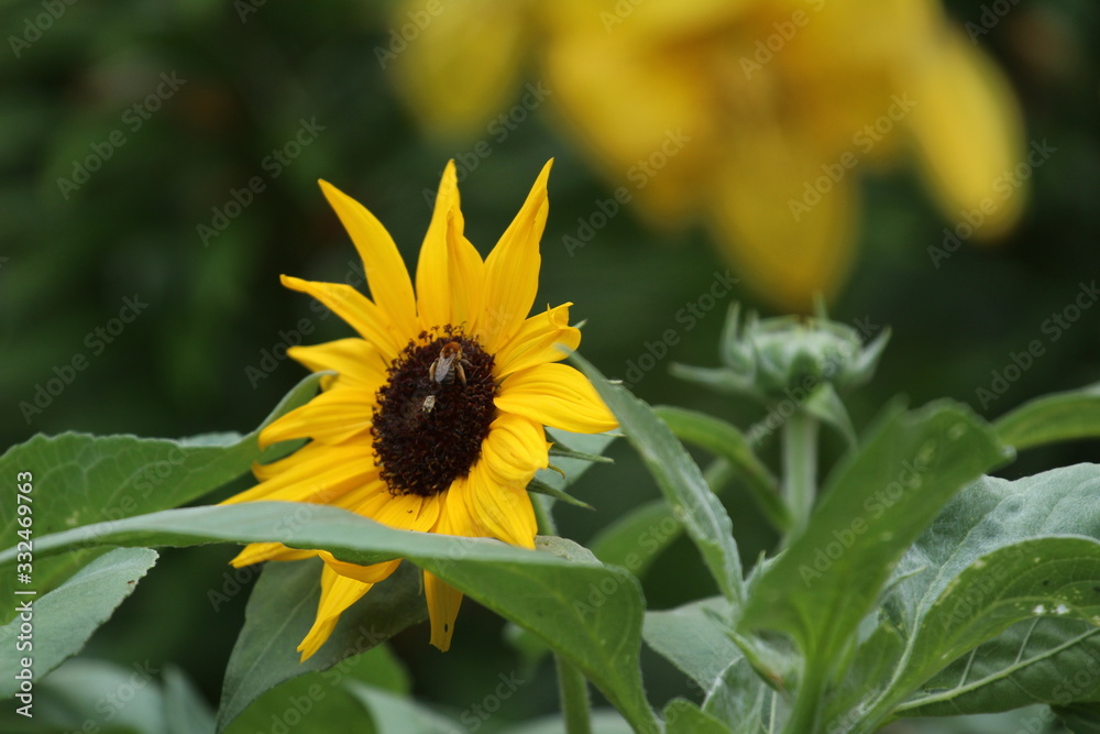 Fototapeta premium Bees on a sunflower, Brooklyn Botanical Garden, NY, USA