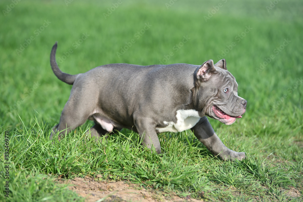 Fototapeta premium american bully dog in the green field
