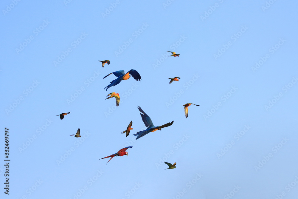 Fototapeta premium Macaw parrots and lovebirds are flying