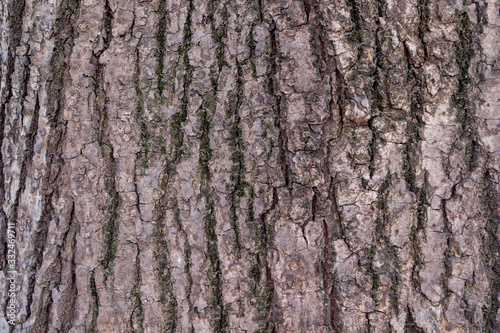 A fragment of the wood structure of the gray-brown bark of the post oak tree in close-up. Natural organic texture background for design.