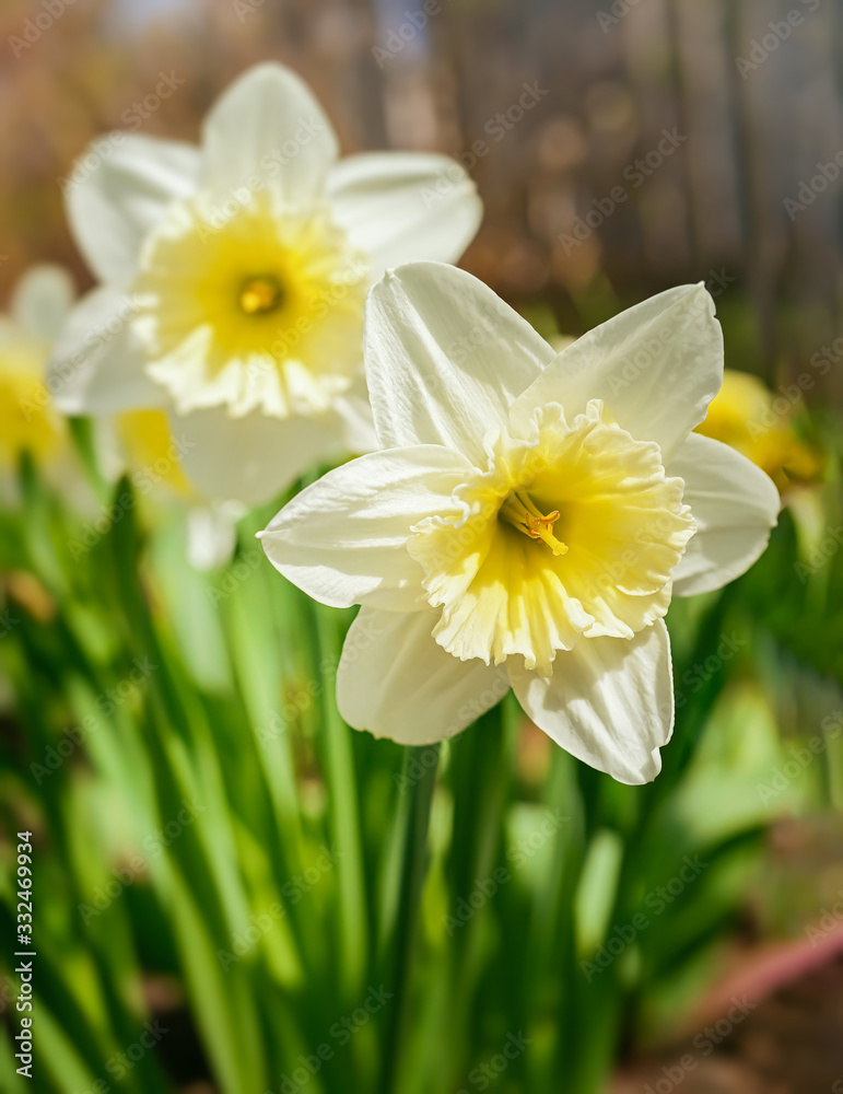 Ice Follies daffodils blooming in the home garden. Ice Follies daffodils blooming in the home garden.