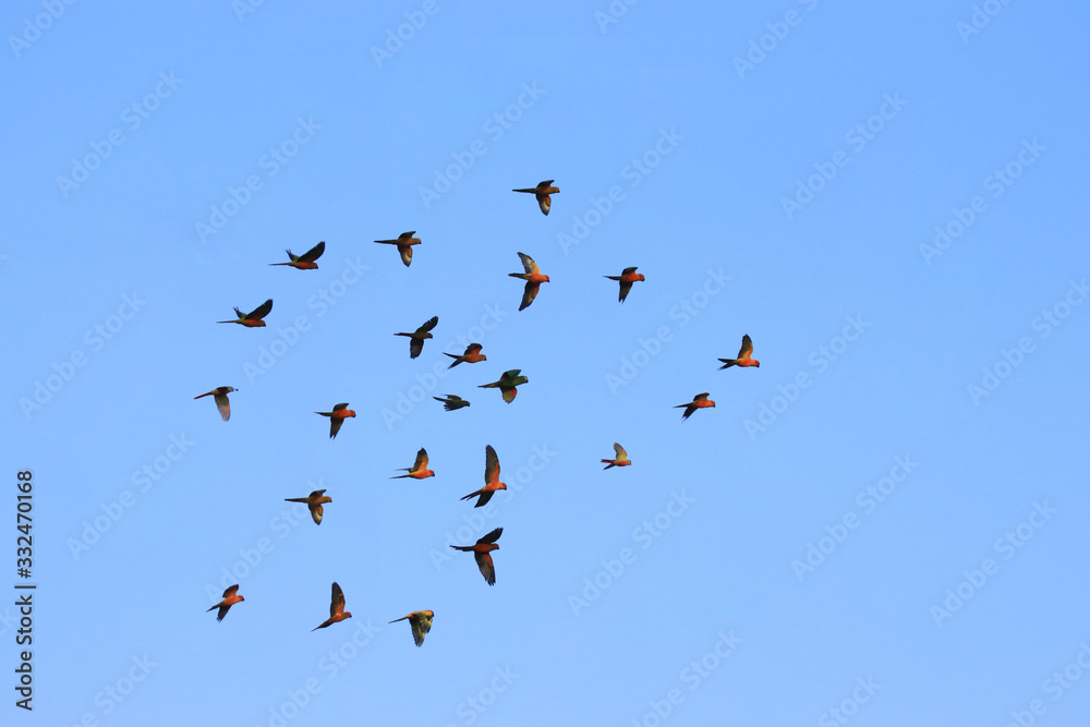 lovebird parrots are flying in a large flock.