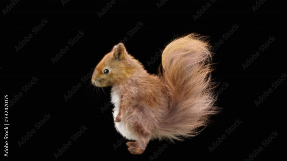 squirrel Dance CG fur 3d rendering animal realistic CGI VFX Animation