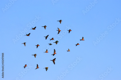 lovebird parrots are flying in a large flock.