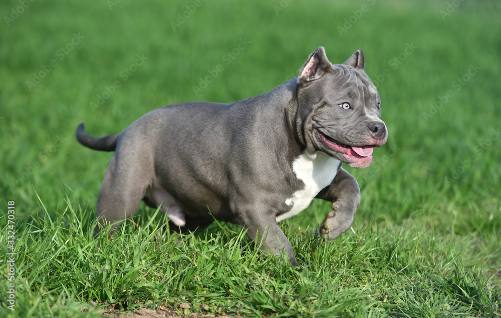 a little bully dog 