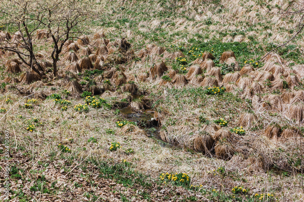 flock of birds on grass