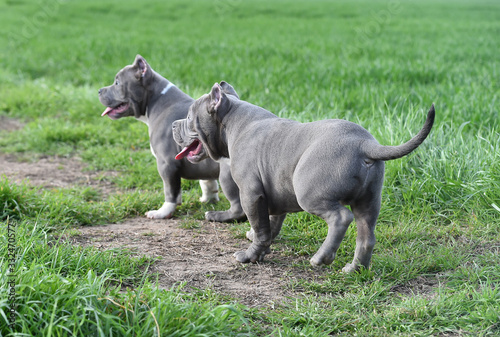a bully dog in the green field