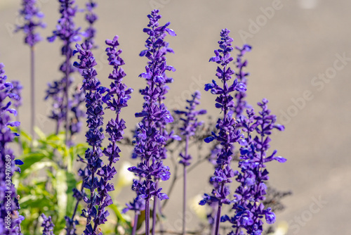 bunch of lupinus