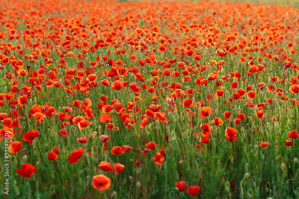 Poppies on green field on summer sunset