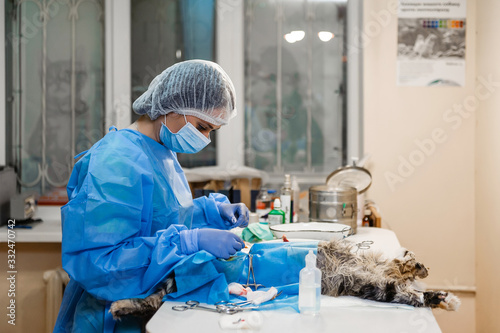 Surgery to remove a uterine tumor in a cat. Surgery in veterinary medicine. Applying clamps and sutures to the neurovascular bundle photo