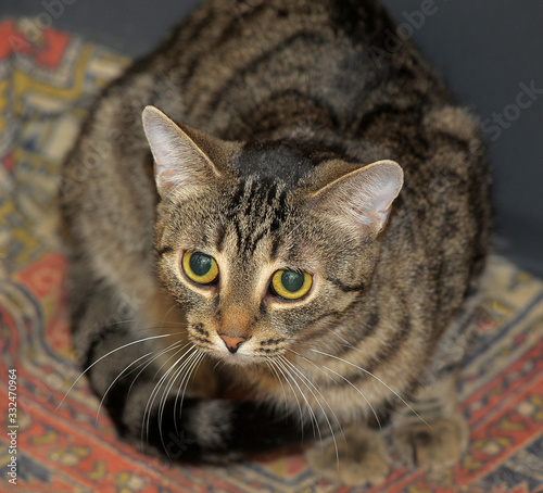 tabby European Shorthair cat photo