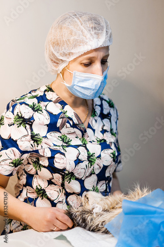 Surgery to remove a uterine tumor in a cat. Surgery in veterinary medicine. Applying clamps and sutures to the neurovascular bundle photo