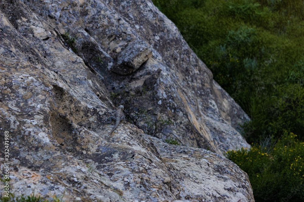 beautiful lizard on the rock